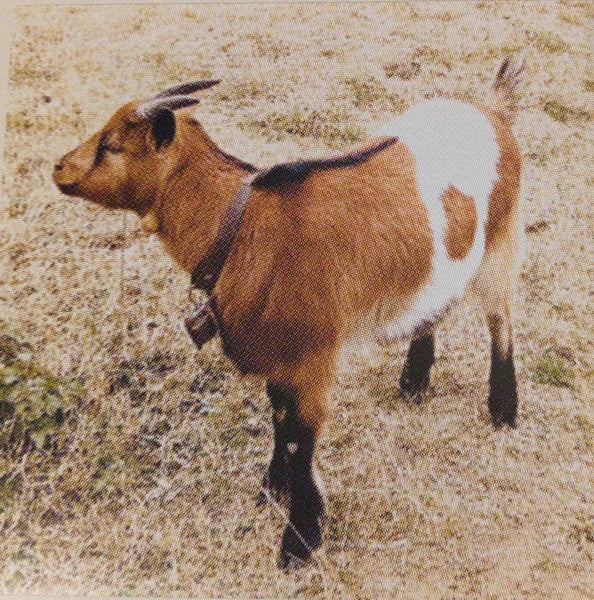 Manolo García : Drapaires Poligoneros (2xLP, Album)